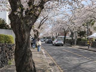 Jeonnong-ro Cherry Blossom Road