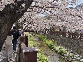 Jinhae Gunhangje Festival