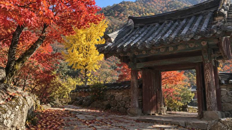 Autumn leaves