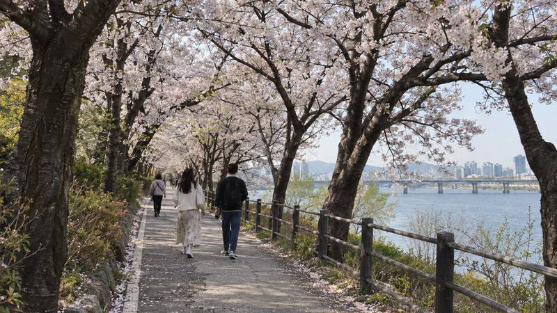 Cherry blossoms