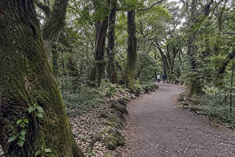 Bijarim Forest