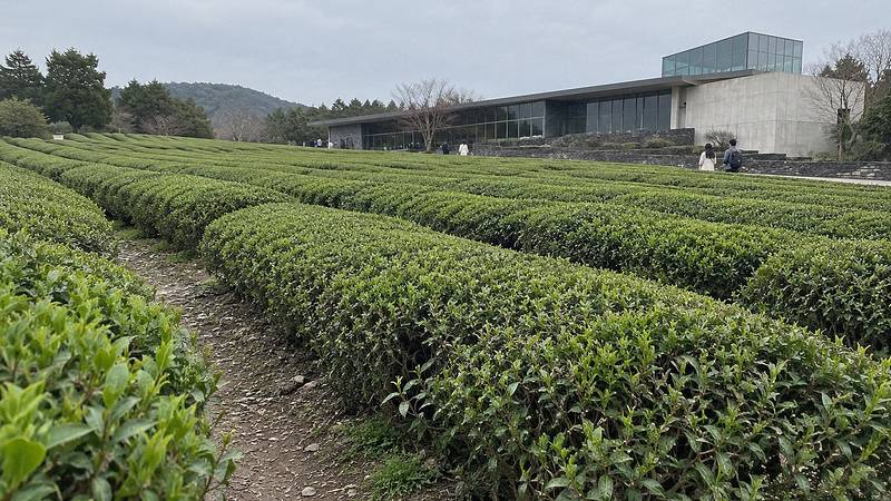 O'sulloc Tea Museum