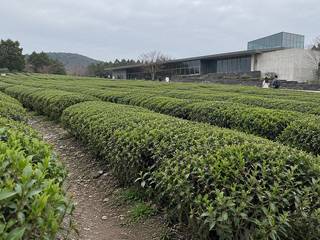 O'sulloc Tea Museum