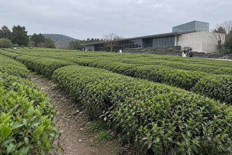 O'sulloc Tea Museum