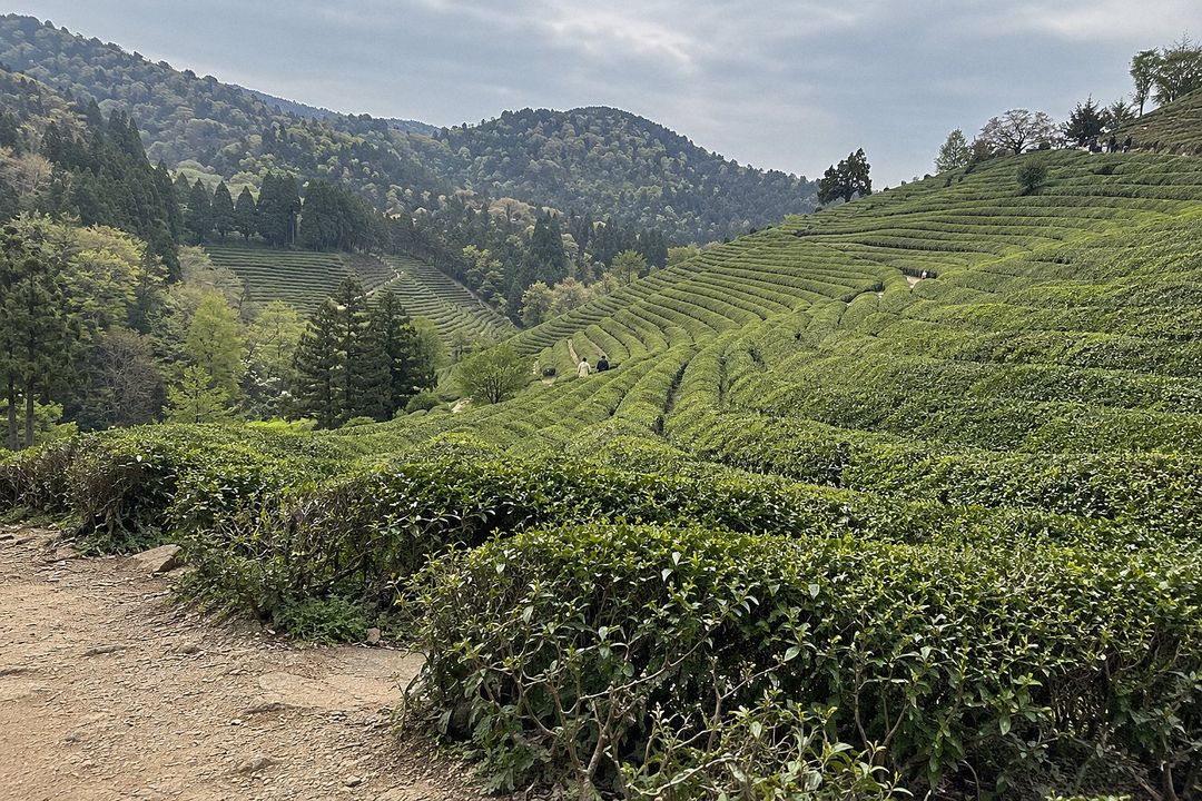 Boseong green tea fields (AI-generated illustrative image)