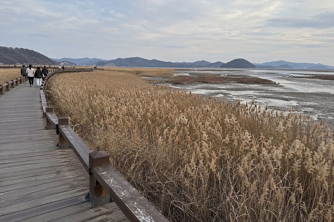 Suncheon Bay Wetland Reserve (AI-generated illustrative image)